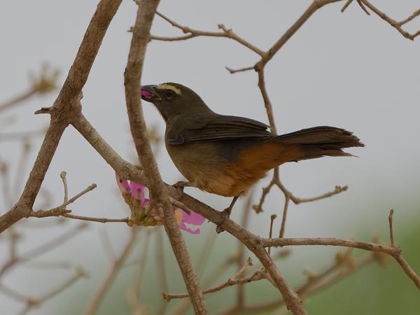 Amazonische grijze saltator (Saltator coerulescens)